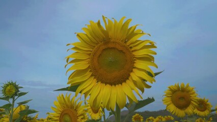 Wall Mural - Sunflower in flower garden on hill of countryside 