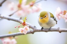 Warbler Preening On A Branch With Cherry Blossoms