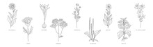 Medical Herbs And Plant Hand Drawn On Stem With Latin Names Vector Set