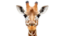 Giraffe Face. Isolated On Transparent Background