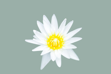 Wall Mural - White lotus flower on green background, minimalist style