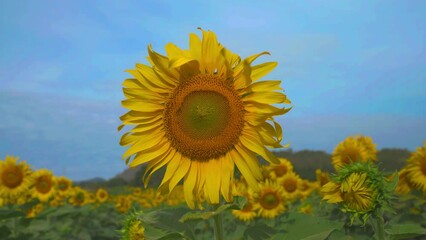 Wall Mural - Sunflower in flower garden on hill of countryside 