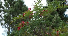 (Nandina Domestica) Erect Stems Of Chinese Sacred Bamboo Or Heavenly Bamboo With Dense Lanceolate Green Leaves And Red Berries Swaying In The Wind
