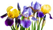 Iris Blüten isoliert auf weißem Hintergrund, Freisteller