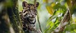 Mainland clouded leopard: a wild cat in dense forests from Himalayan foothills to mainland Southeast Asia.