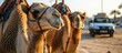 Two camels in Dubai near a car.