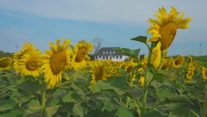 Wall Mural - Sunflower in flower garden on hill of countryside 