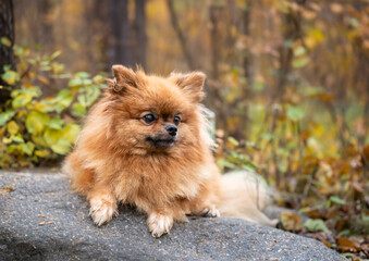 Poster - pomeranian in nature