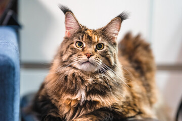 Wall Mural - The Maine Coon cat is sitting on a chair at home