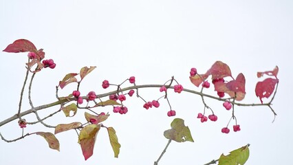 Wall Mural - Spindle berries and crested tit in the autumn season (Lophophanes cristatus)