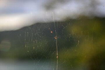 macro on spider on web