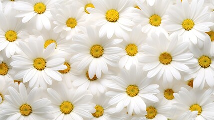 white daisy flowers, chamomiles background top view, spring nature, flowers background modern design