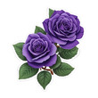 Violet roses sticker isolated on white