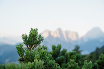Pine tree branches with beautiful mountain view in background