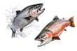 Set of salmon fishes cut out on a transparent background. Red salmon fishes emerges from the water. Design element to be inserted into an aquarium design or project