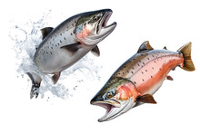Set Of Salmon Fishes Cut Out On A Transparent Background. Red Salmon Fishes Emerges From The Water. Design Element To Be Inserted Into An Aquarium Design Or Project