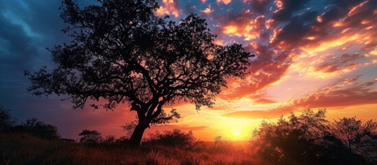 Sticker - Beautiful twilight sky with a tree silhouette and sunset backdrop.