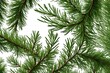 /Green cedar branch isolated cutout on transparen