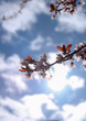 sakura tree
