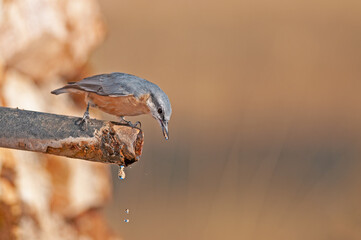 the water-drinking eurasian nuthatch, sitta europaea.