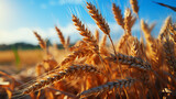 Agriculture's bounty on display a vast golden cereal field with ears  nature wheat farm growth plant summer rural scene cereal plant ripe blue and cloud.AI Generative