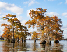 Group Of Sunlit Bald Cypress Trees With Autumn Foliage