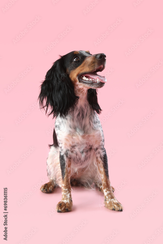 Cute cocker spaniel dog sitting on pink background