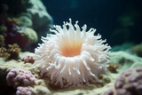 White spotted rose anemone Urticina lofotensis in a Pacific ocean coral reef