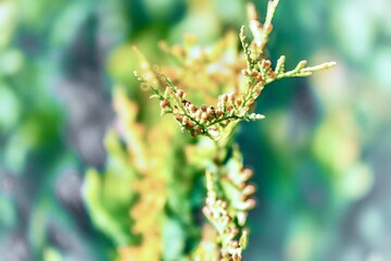 Close up of thuja branch with cones on blurred background