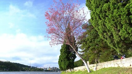 Wall Mural - Cherry tree bloom along the road side in the sunny spring morning in Da Lat, Vietnam