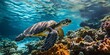 A close-up of a turtle swimming in the ocean