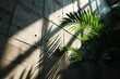 A large green palm tree casts a shadow on a concrete wall