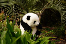 Cute Panda Bear Enjoys Some Outdoor Fun, Frolicking Among Lush Green Foliage In A Garden Setting