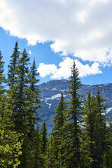 Wall Mural - The rocky mountains of Alberta are surrounded by coniferous forests on a sunny summer day.