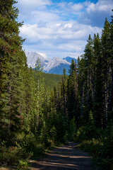 Wall Mural - The rocky mountains of Alberta are surrounded by coniferous forests on a sunny summer day.