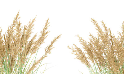 Wall Mural - Close up calamagrostis canadensis isolated on white background