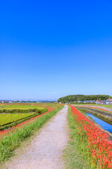 彼岸花　愛知県半田市