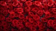 Flowers wall background with amazing red rose flowers
