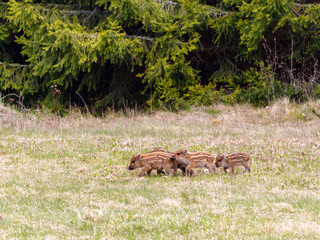 Poster - Newborn wild boar piglets on a meadow