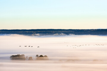 Canvas Print - Misty morning view with flock of birds