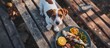 A jack russell terrier dog beside a plate of marinated fish outdoors, viewed from above.
