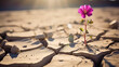 A single flower growing in a crack on the dirt in the desert 