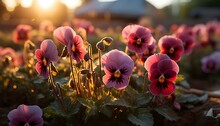 Purple And Yellow. Pansy Flower Growing In The Sunset. Pansy Flower In Sunrise. Pansy Flower During Winter. Colourful Poppy Flower Sprouting During Winter Time. Pink Pansy Flower. Viola Flower. Nature