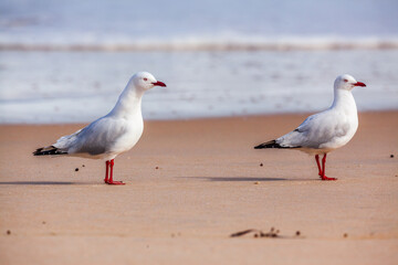 Wall Mural - two silver gulls (chroicocephalus novaehollandiae) on a beach in western australia