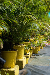 Wall Mural - silhouettes of coconut trees palms against the blue sky of India