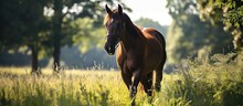 Bay Horse Protected From Insect Bites In Summer For Its Well-being