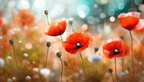 Fototapeta Kwiaty - Czerwone maki, piękne kwiaty polne