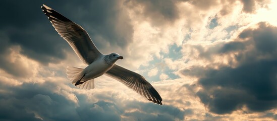 Canvas Print - Seagull in flight against dramatic cloudy sky.