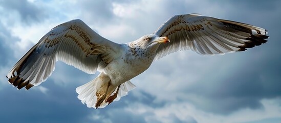 Canvas Print - seagull in flight