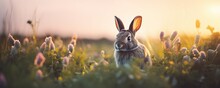 Background Of Rabbits In The Meadow In The Afternoon